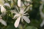 Leatherleaf clematis